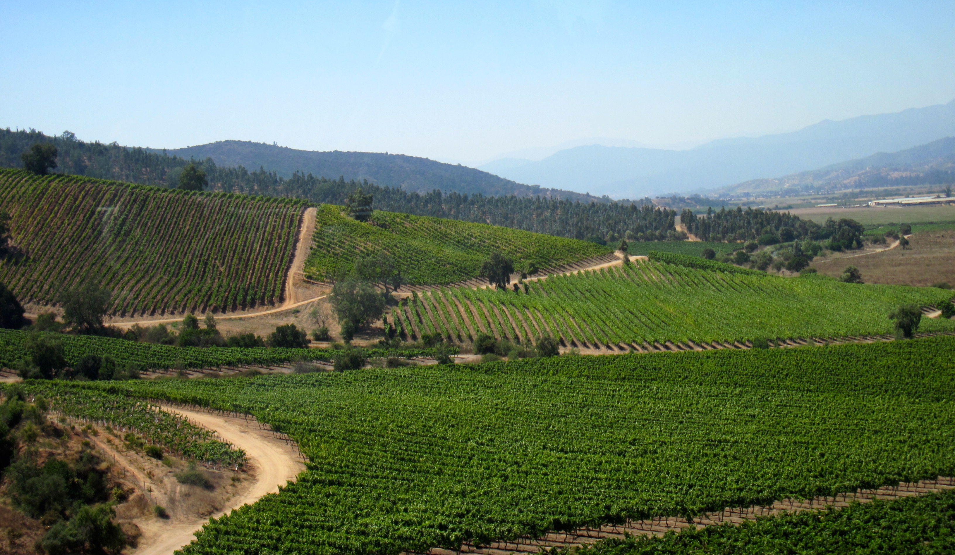 Rolling vineyards