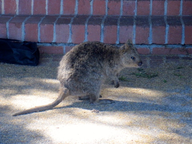 Quokka