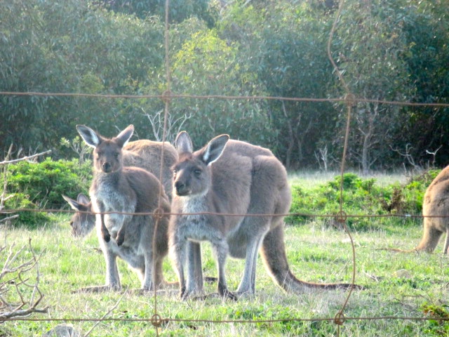 Kangaroos