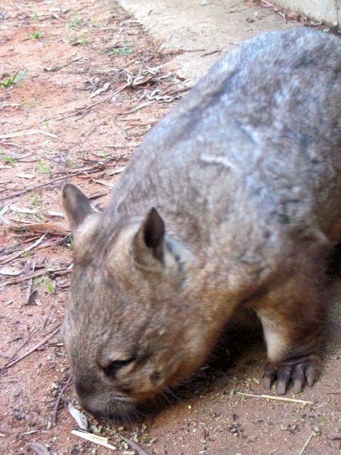 Wombat